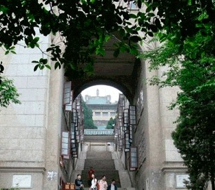 樱花大道